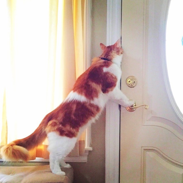 What Pets Are Thinking When The Doorbell Rings