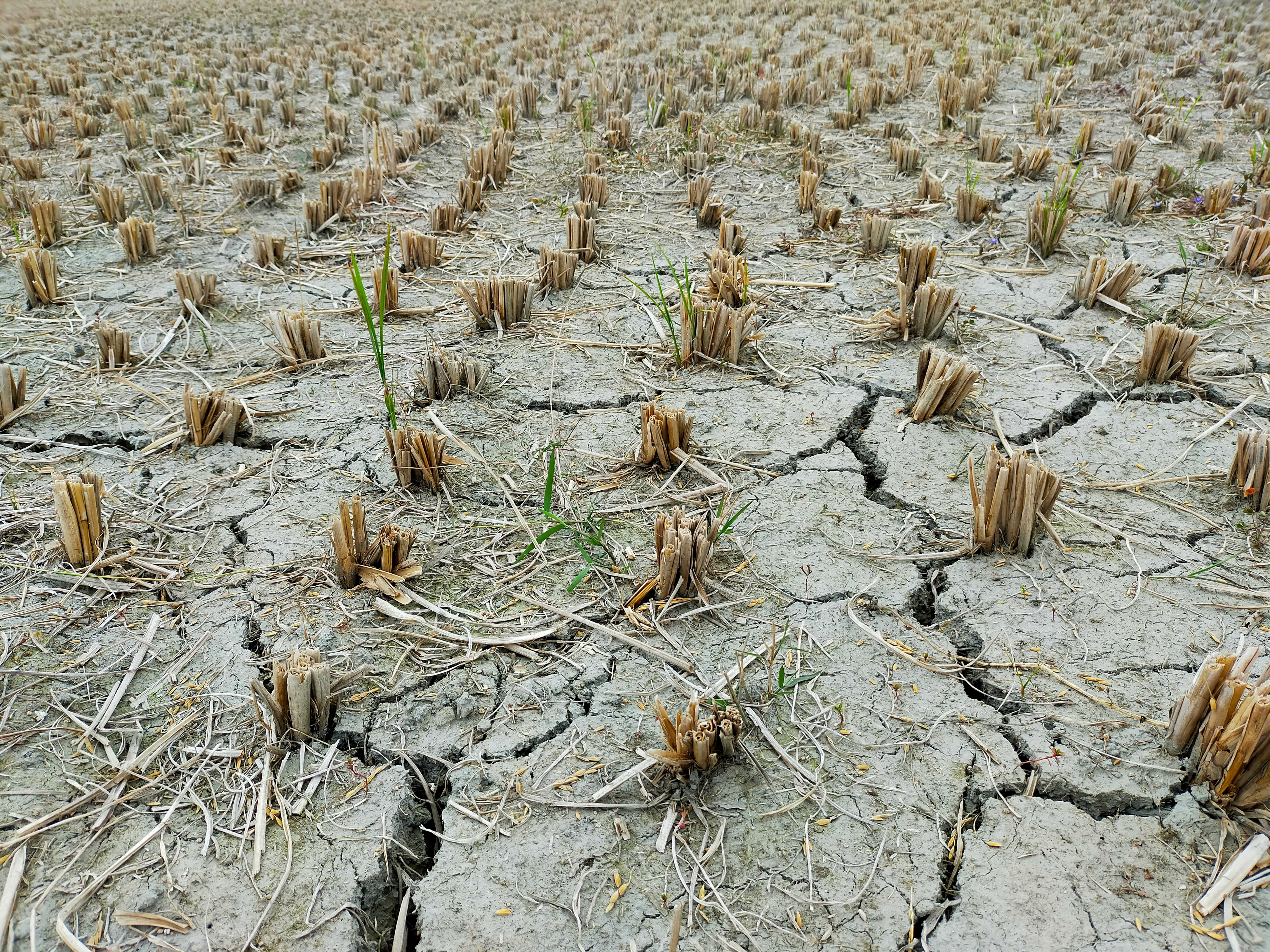 How climate breakdown is putting the world’s food in peril…