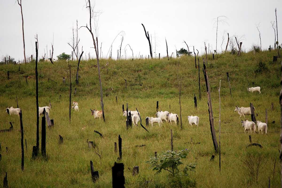 Climate-warming methane emissions from the world’s biggest livestock companies are bigger than from major oil and gas companies