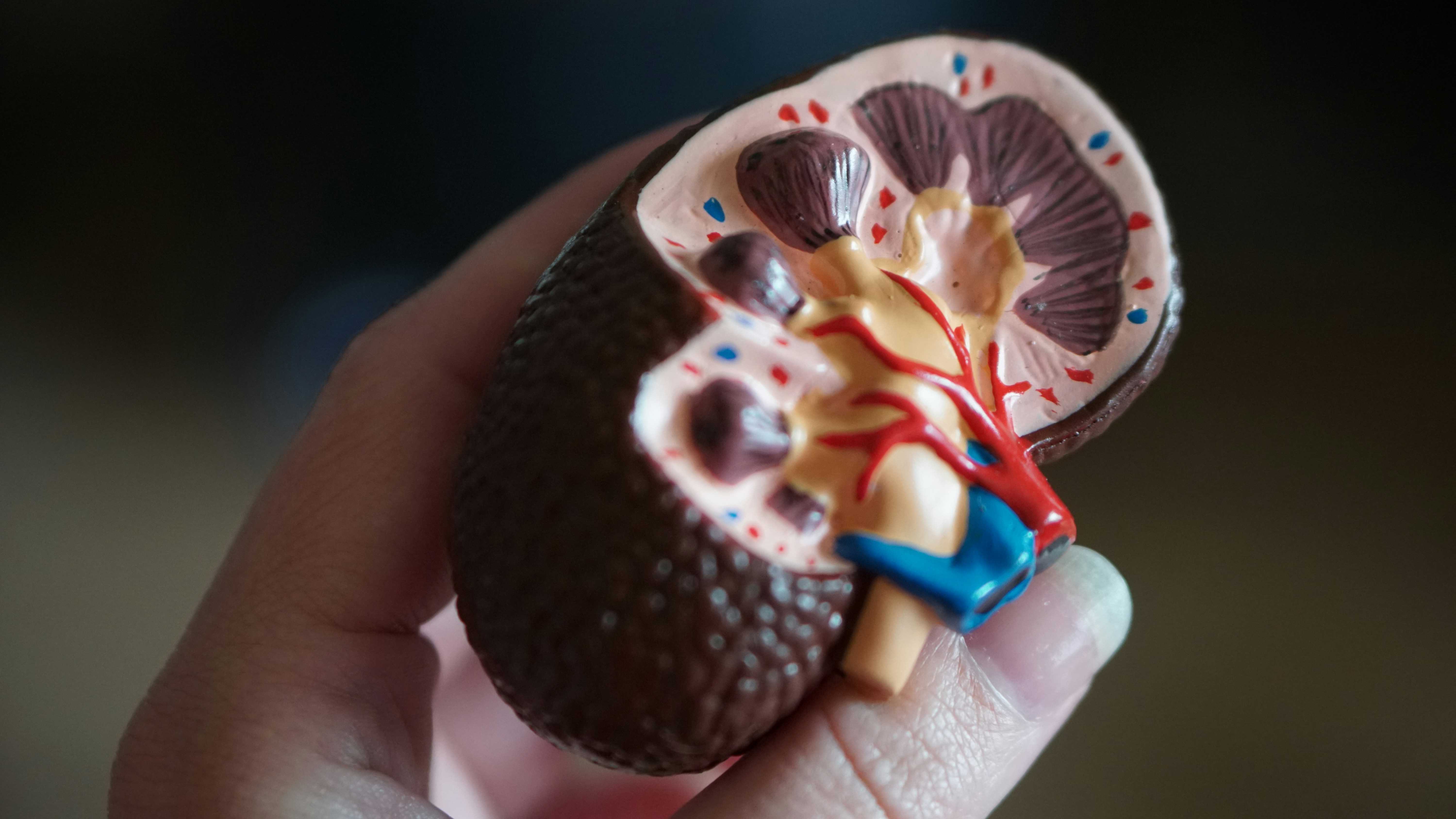 Plasticizers linked to changes in kidney function
