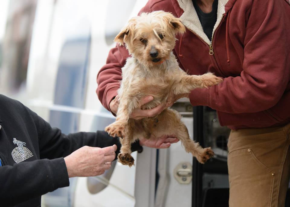 Mother Dogs Used By Puppy Mills Their Whole Lives Get A Last Minute Rescue