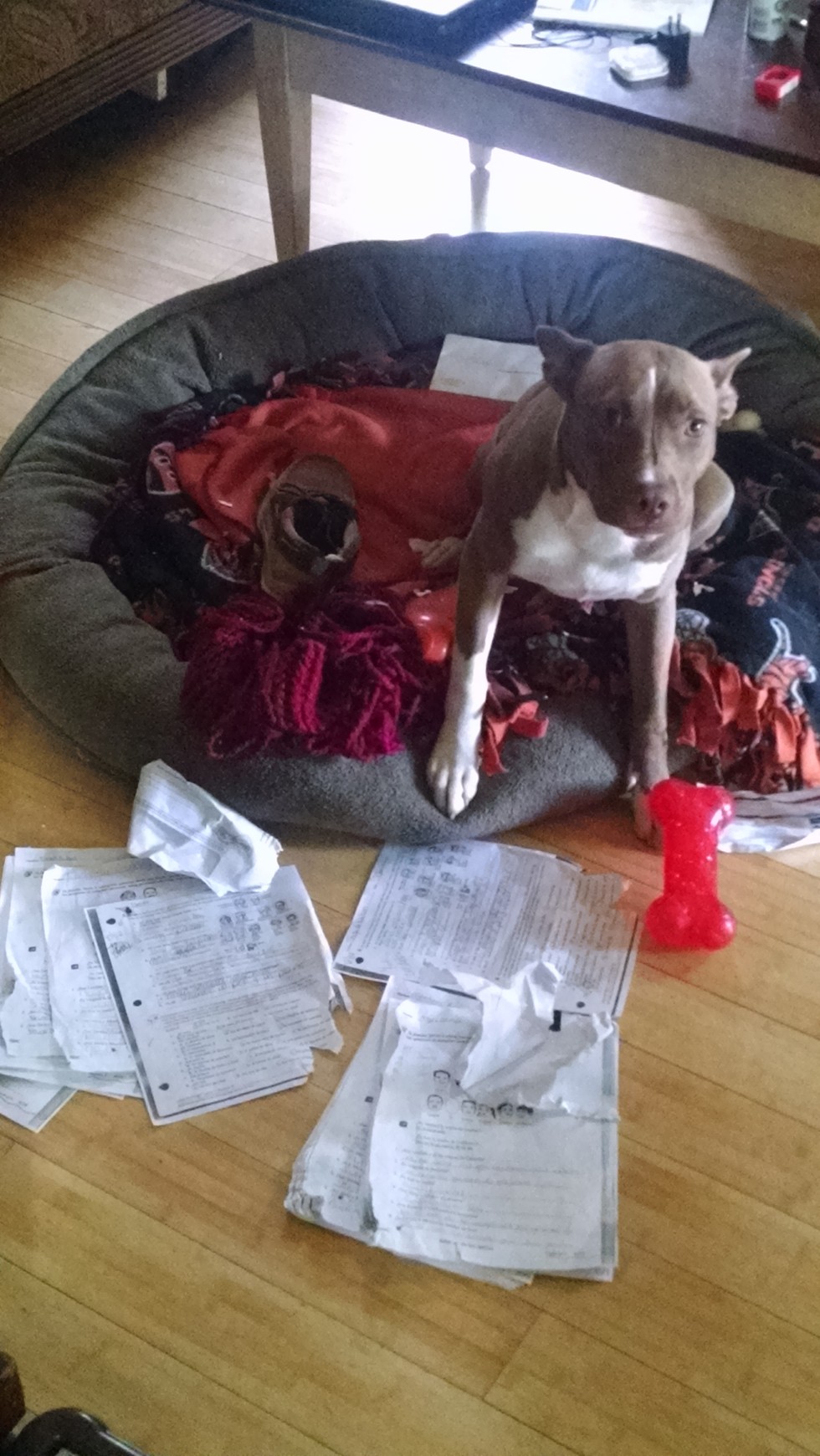 Dog eats homework picture