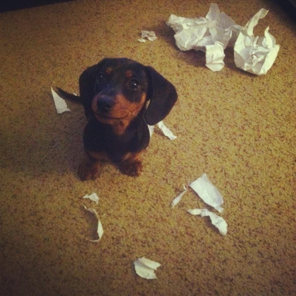 Dog literally eats homework image