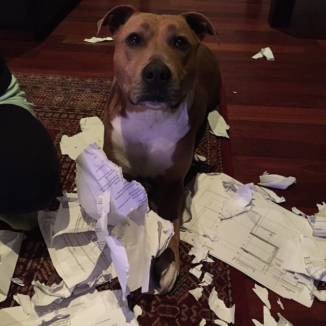 The dog ate my homework book image