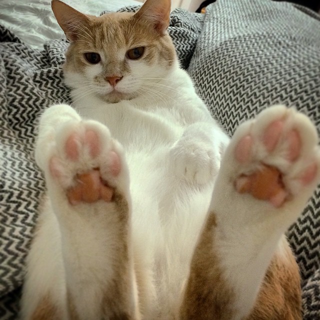 Image result for cat beans