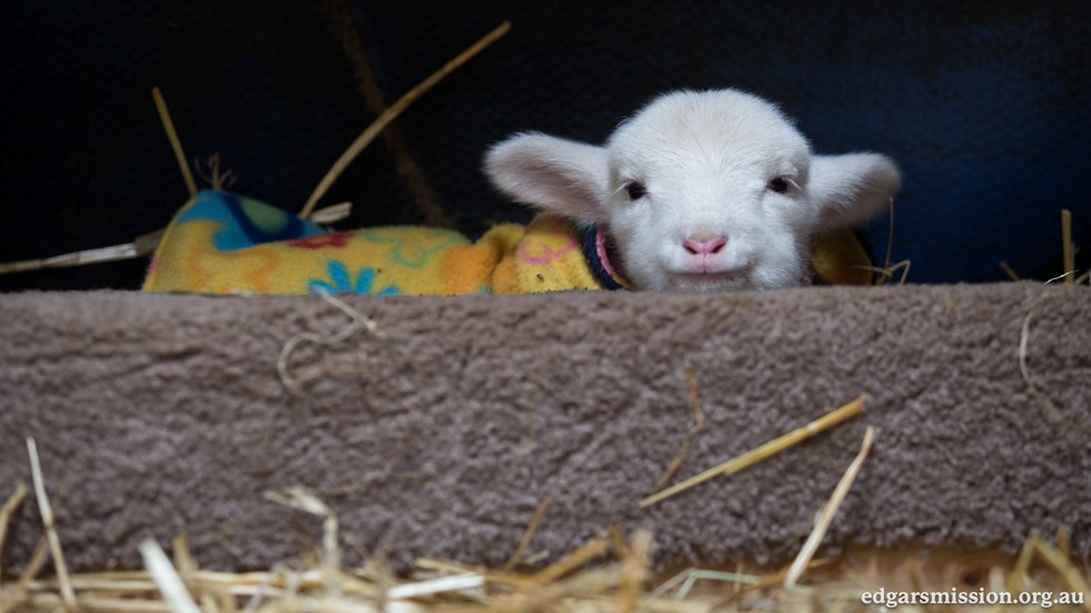 Orphaned Lamb Found Lying On The Road All Alone