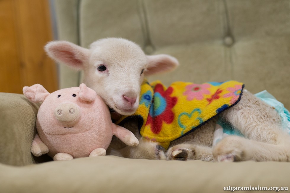 Orphaned Lamb Found Lying On The Road All Alone