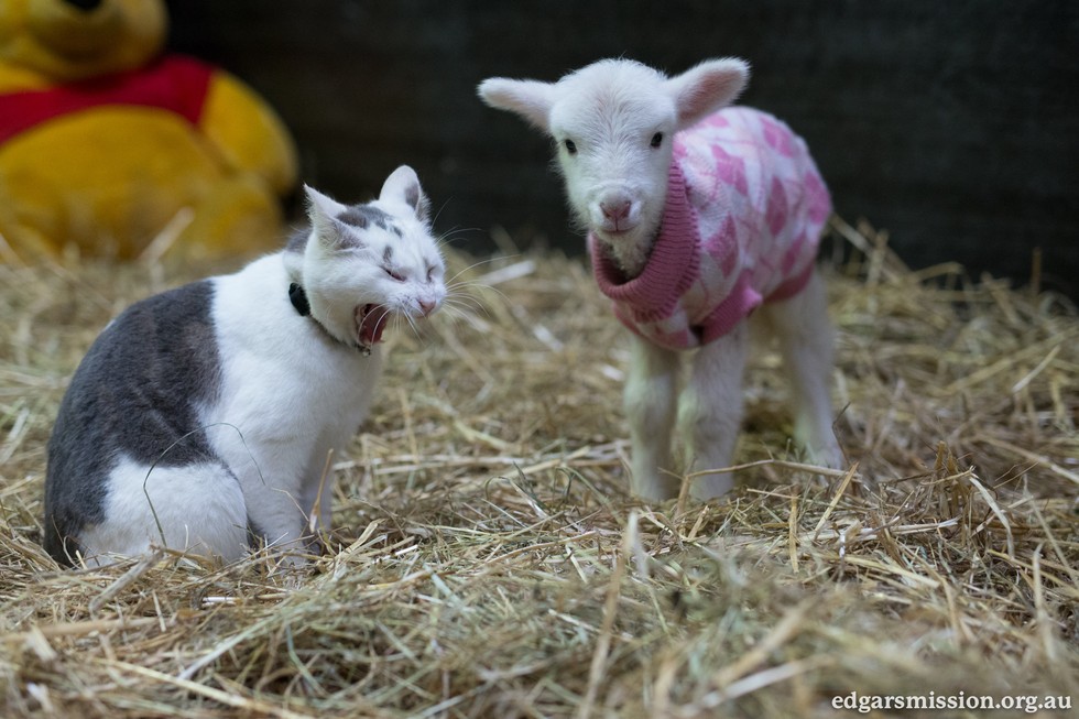 Orphaned Lamb Found Lying On The Road All Alone