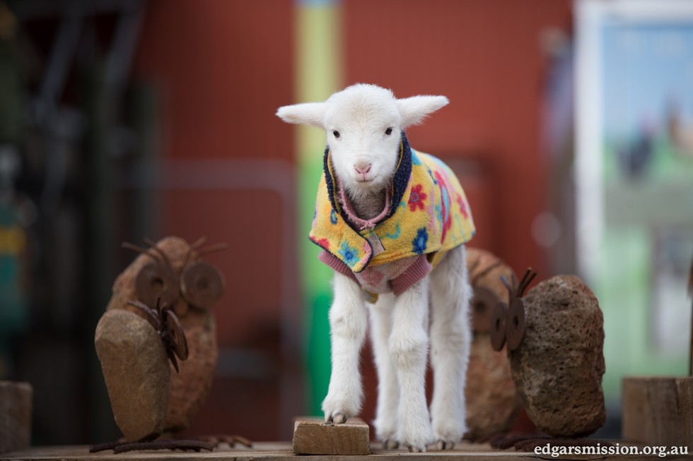 Orphaned Lamb Found Lying On The Road All Alone