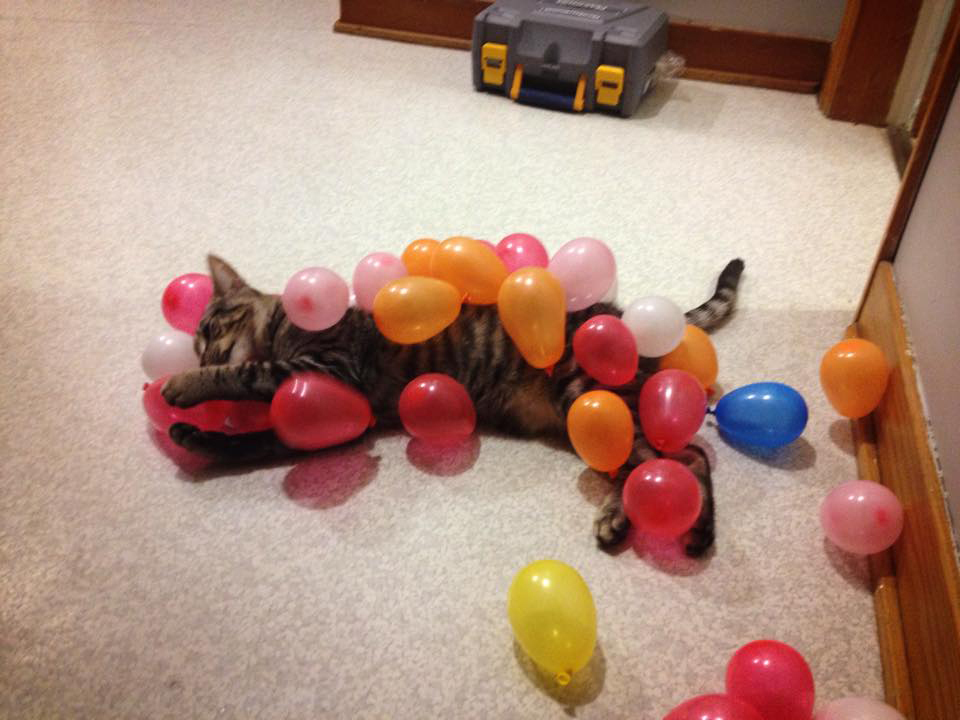 Cat Meets Balloons, Falls Madly In Love