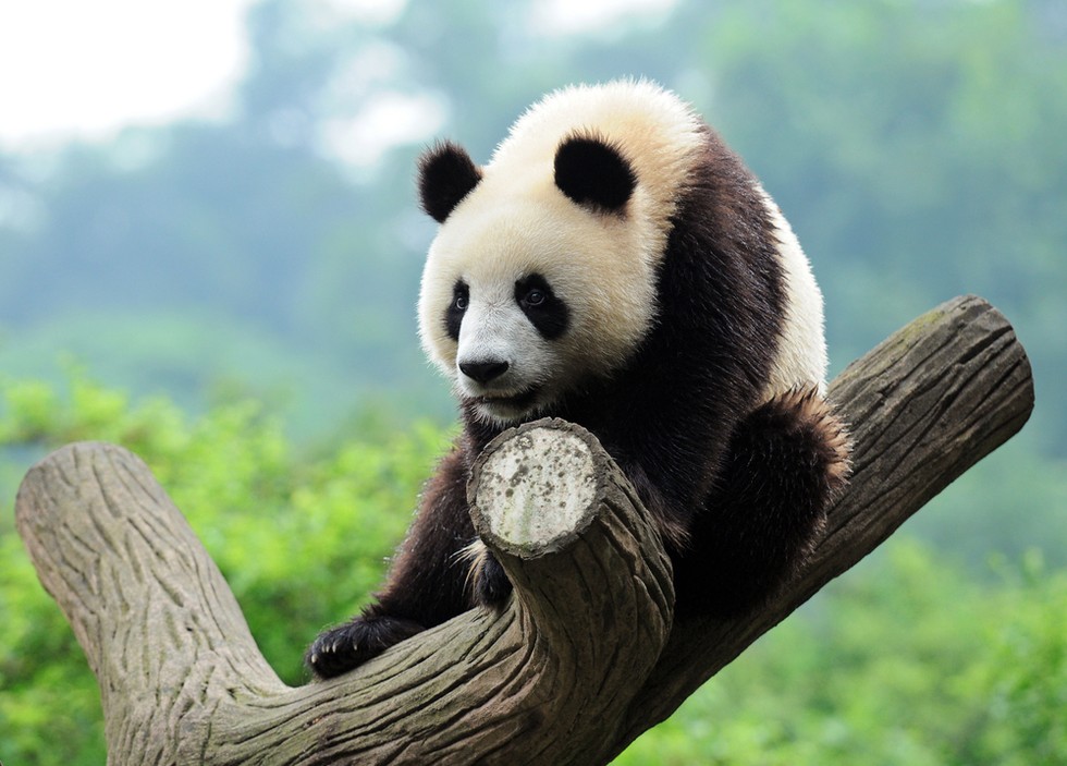 Surprising Discovery Shows Pandas Have Memories That May Rival Yours