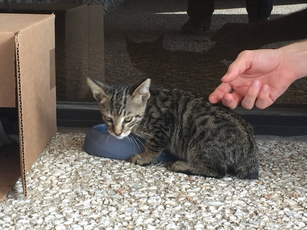 Man Helps Feral Kitten Feel Love and Trust, and Turns His Life Around