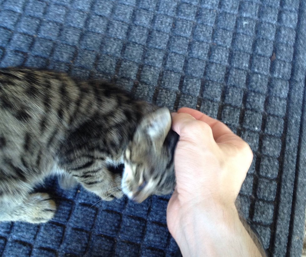 Man Helps Feral Kitten Feel Love and Trust, and Turns His Life Around
