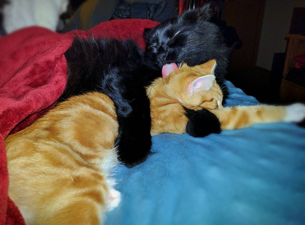 Man Gives Kitten a Home, the Kitty Refuses to Sleep Anywhere But His