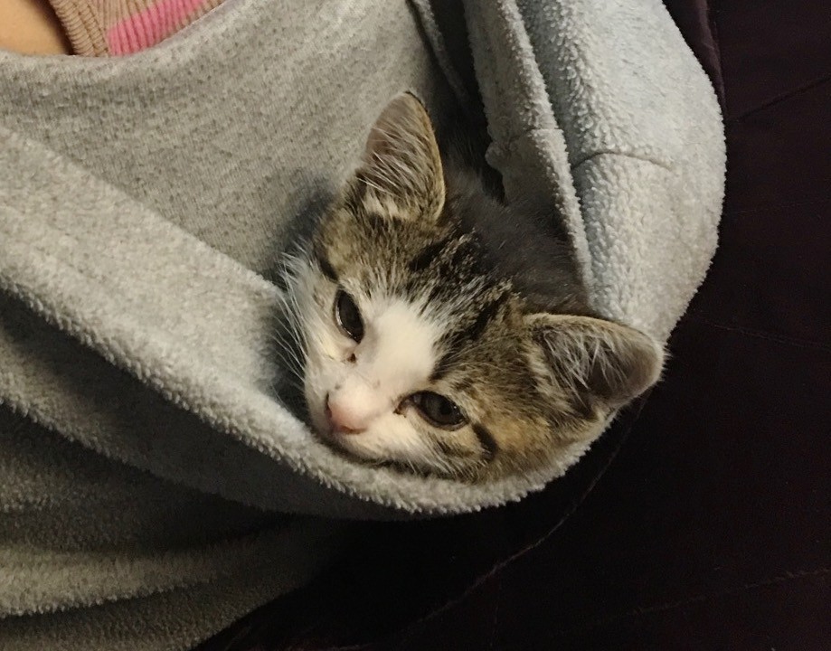 Stray Kitten Found Crying in the Rain, Now Has a Warm Place to Snuggle