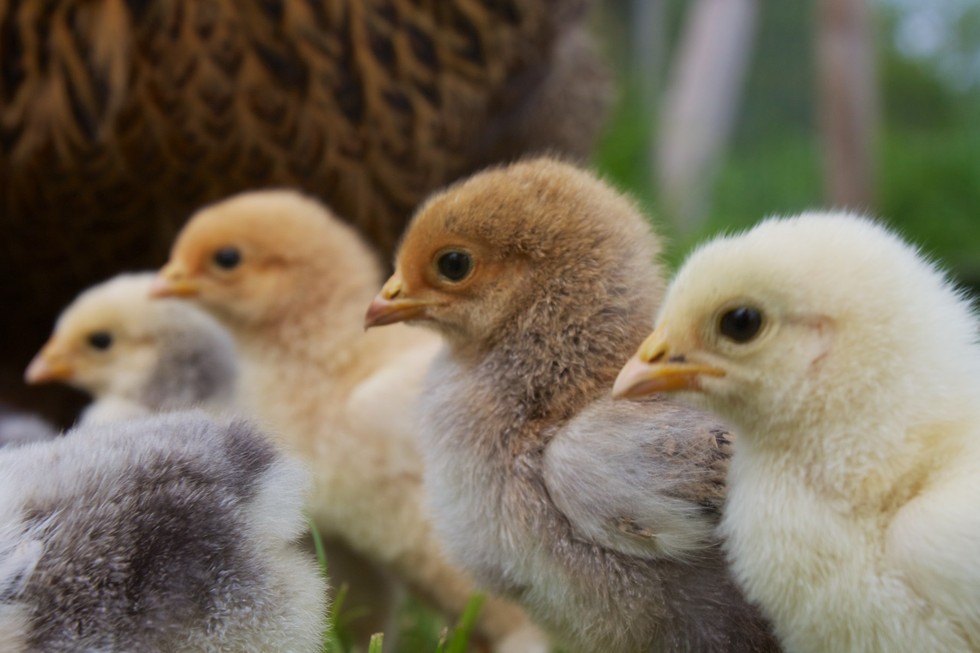 Here S How Germany Will Stop The Senseless Killing Of 45 Million Chickens