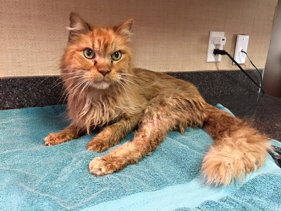 60 Best Pictures 20 Year Old Cat In Human Years : Shelter seeks home for 20-year-old cat