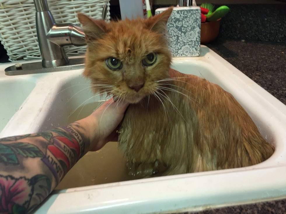 20 Year Old Cat is So Happy to Be Given a Home, He Can't ...