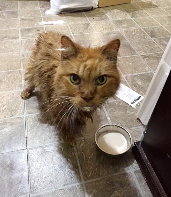 My 20 year old cat has stopped eating best sale