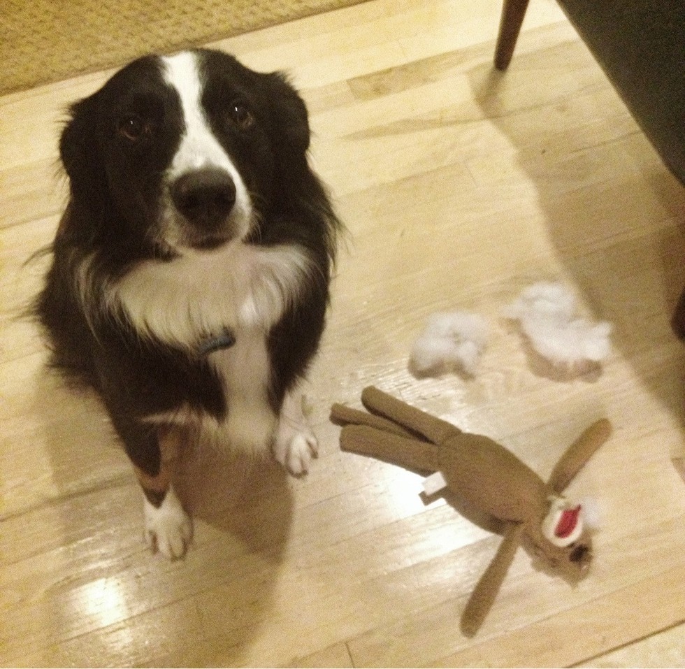 dog destroys stuffed toys