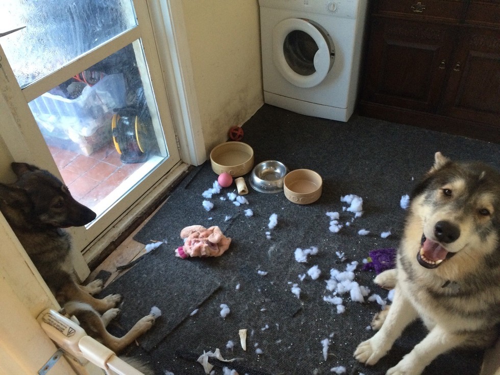 dog destroys stuffed toys