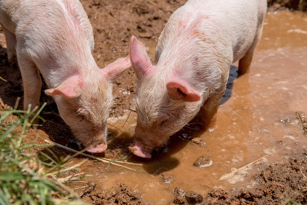 Baby Pigs Fall Off Truck And Land In The Luckiest Place