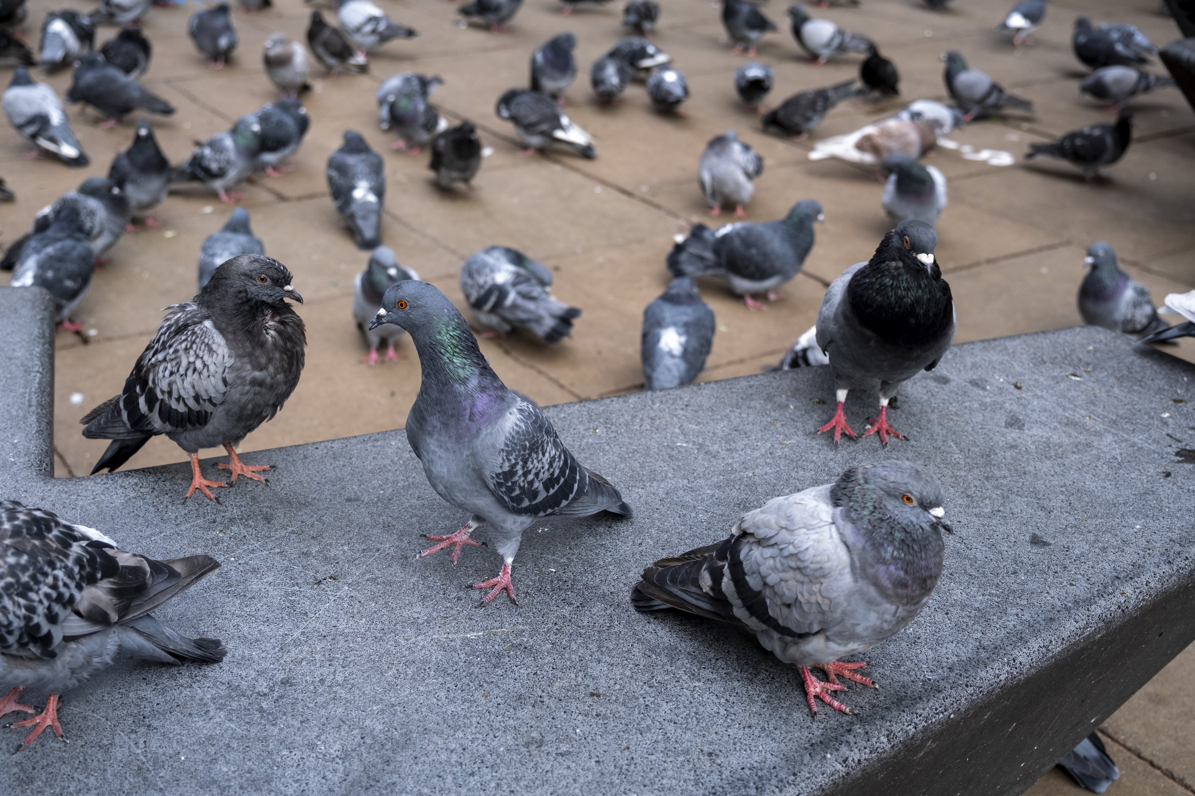 Green councillors consider pigeon contraception to tackle bird droppings problem