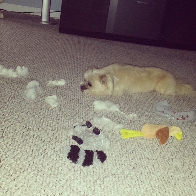 dog destroys stuffed toys