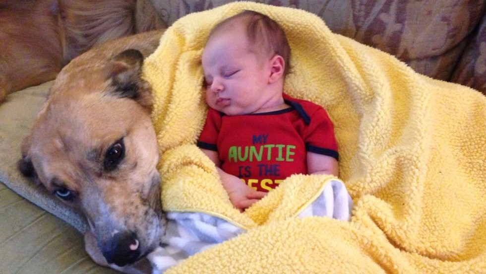 23 Dogs Who Are Already Best Friends With The Baby