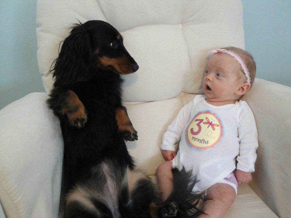 7 Best Dogs for Homes with Babies Which Breeds Are Best