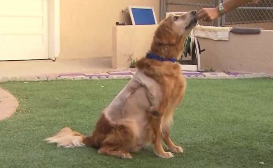 Dog Abandoned At Beach With 46Pound Tumor Could Barely