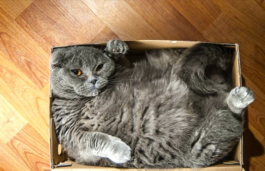 Bilderesultat for cats i to small boxes