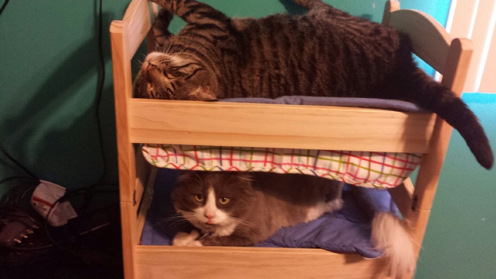 doll beds for cats