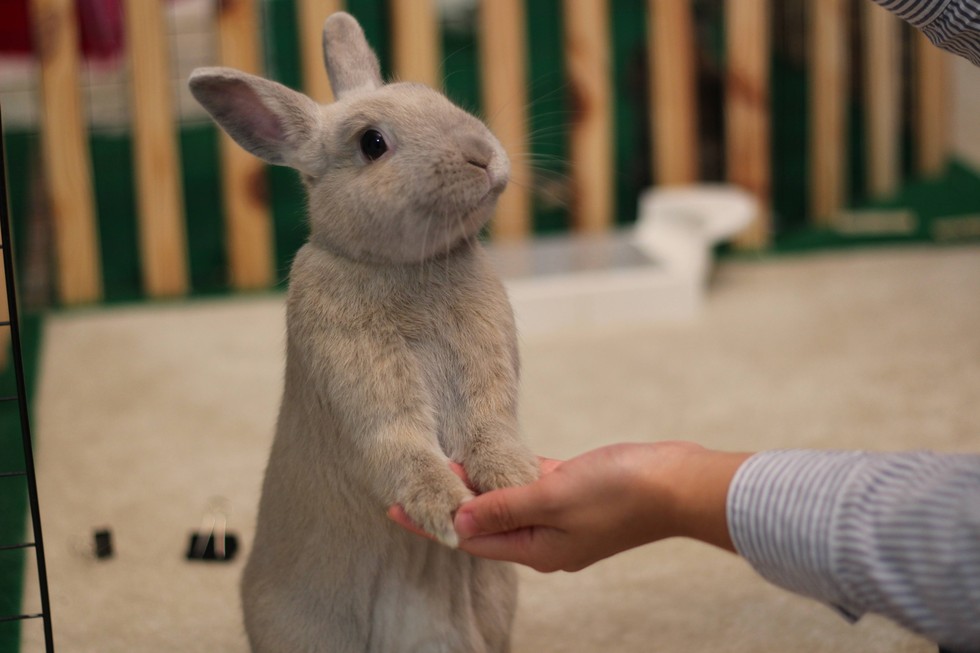 15 Fuzzy Animals Who Would Like To Thank You For Going Cruelty Free