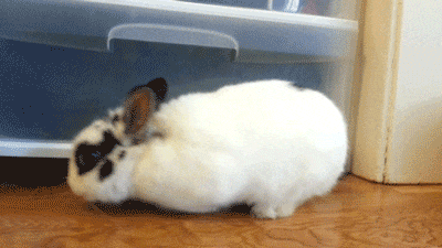 15 Fuzzy Animals Who Would Like To Thank You For Going Cruelty Free