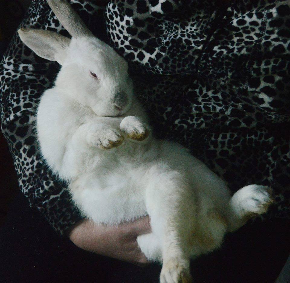 Rabbit Found Screaming After Escape From Meat Farm Gets Loving New Home