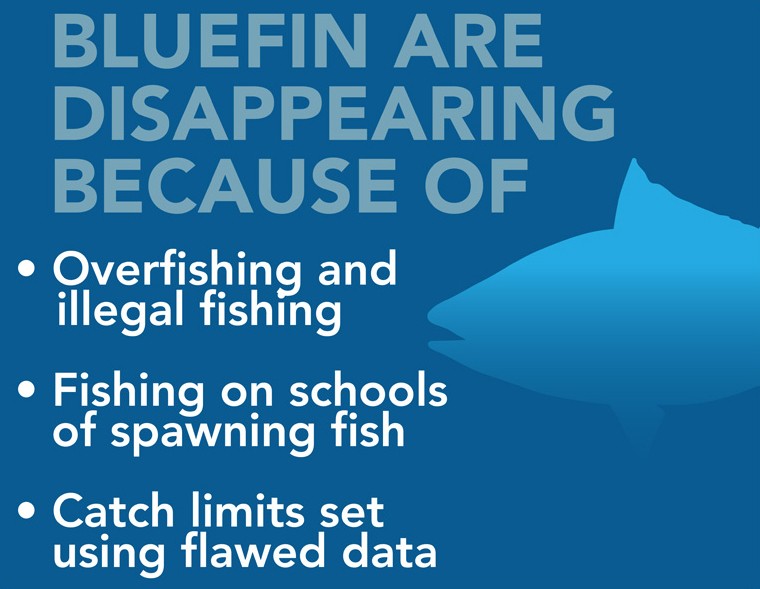 Charting the Decline of Bluefin Tuna - EcoWatch