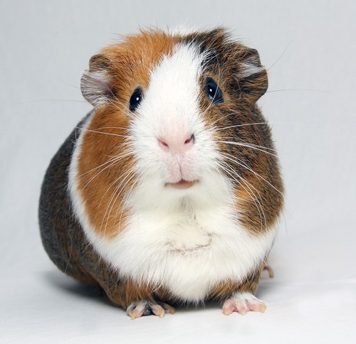 guinea pigs in experimental