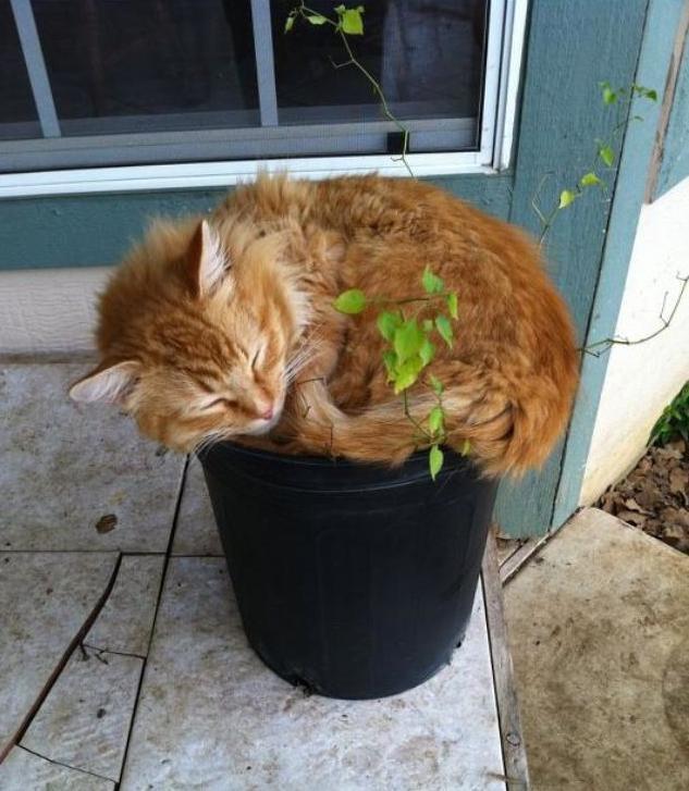 21 Very Important Cat Plants Meowingtons