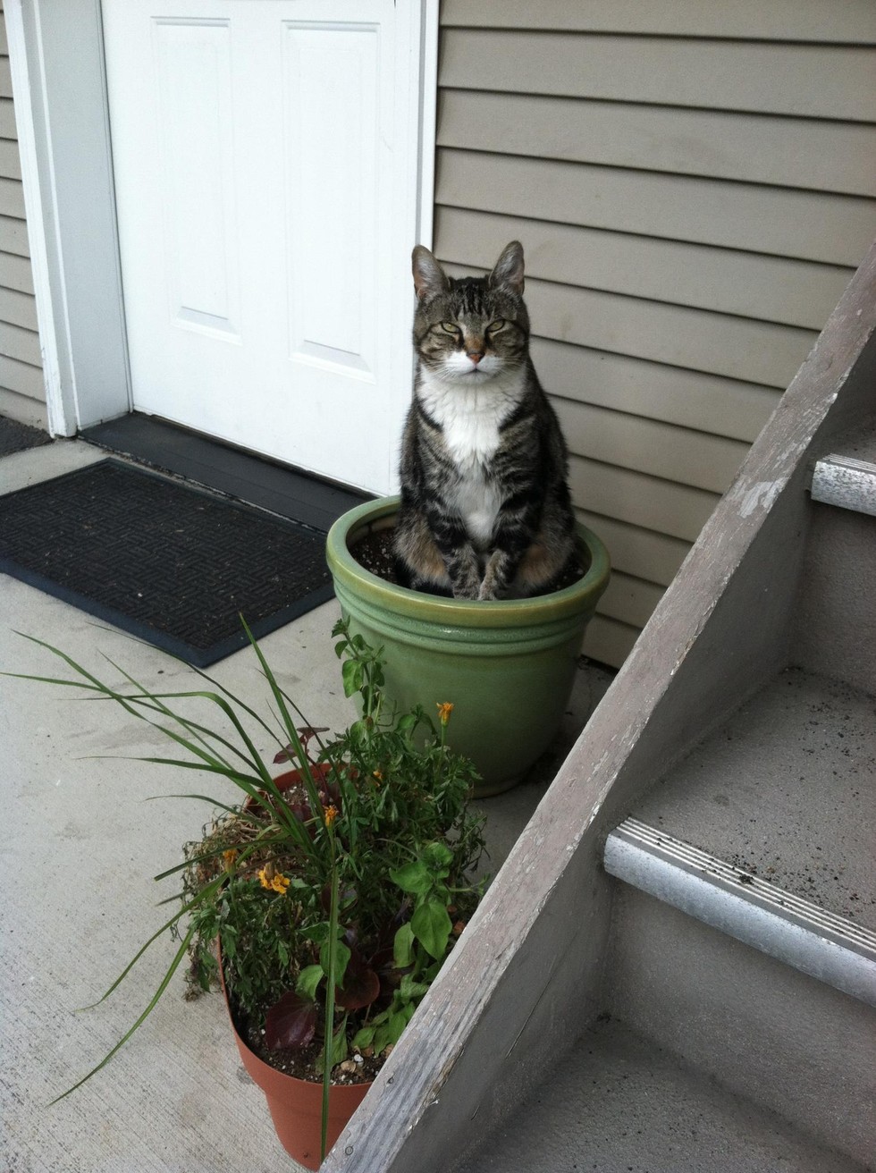 21 Very Important Cat Plants – Meowingtons