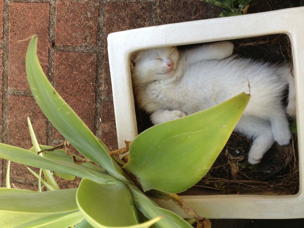 21 Very Important Cat Plants Meowingtons