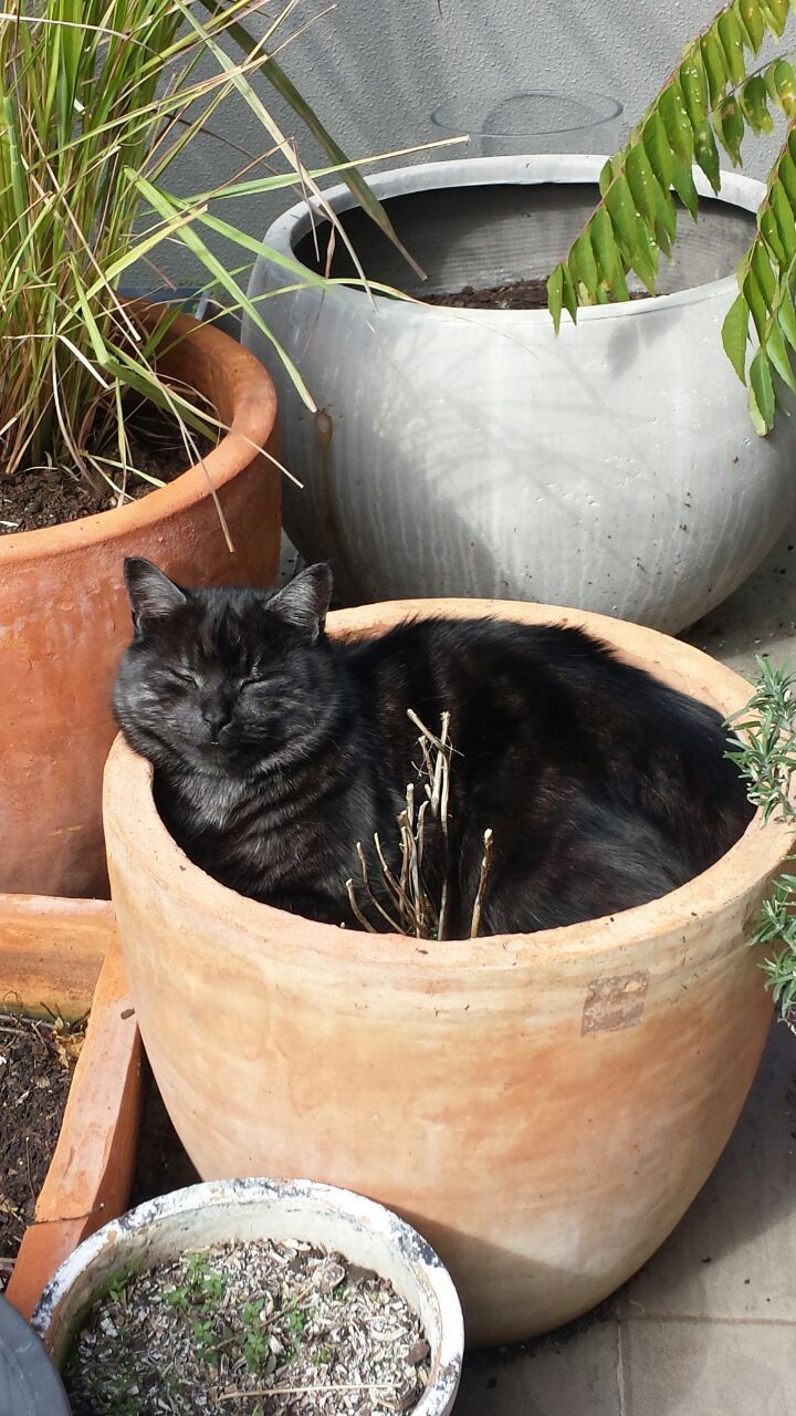 21 Very Important Cat Plants – Meowingtons