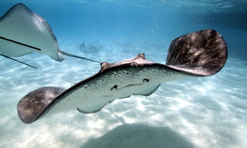 What group do sharks, rays and skates belong to?