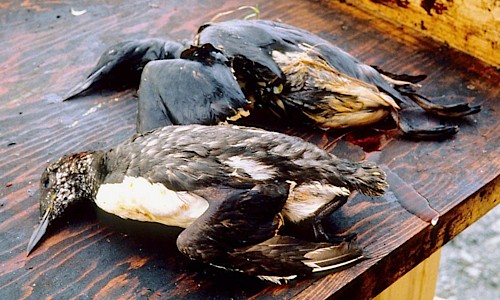 Exxon valdez case study assignments