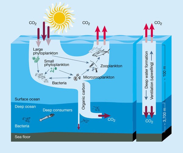 Scientists to Build Underwater Bio-Dome Simulating Future Ocean ...