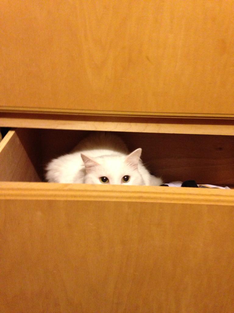 14 Cats Who Found The Perfect Drawer