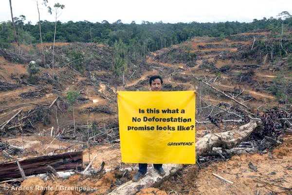 How Palm Oil Ravages Rainforests, Endangers Wildlife And Destroys ...