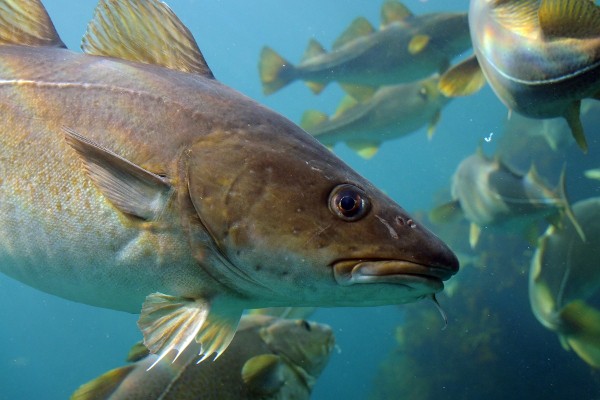 New England's Cod in Crisis - EcoWatch