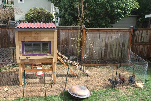 10 Tips on Raising Backyard Chickens - EcoWatch