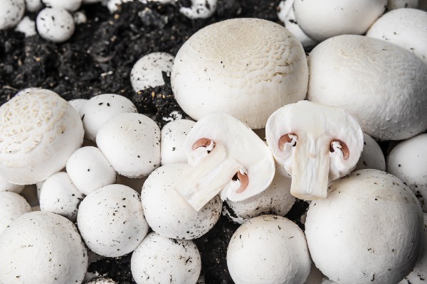 7 Edible Plants You Wouldn't Think You Could Grow Inside in the Winter ...